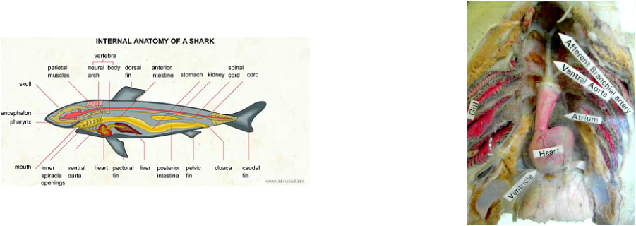 shark circulatory system
