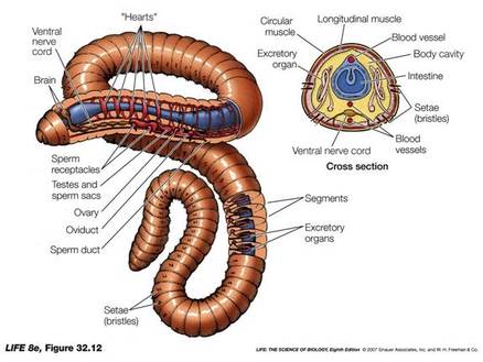 Lumbricus Terrestris (Nightcrawler/Common Earthworm) - Cardiovascular System