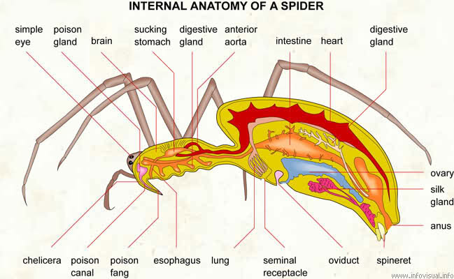 Parasteatoda Tepidariorum (American House Spider) - Cardiovascular System